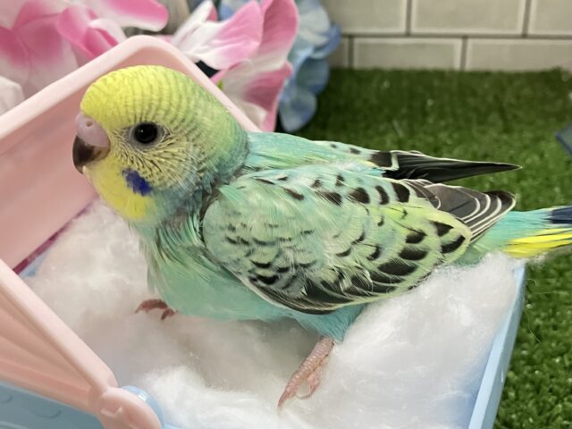 セキセイインコ