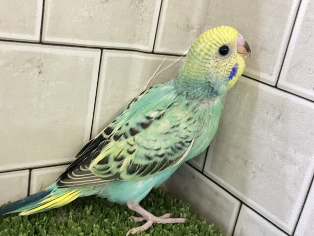 セキセイインコ