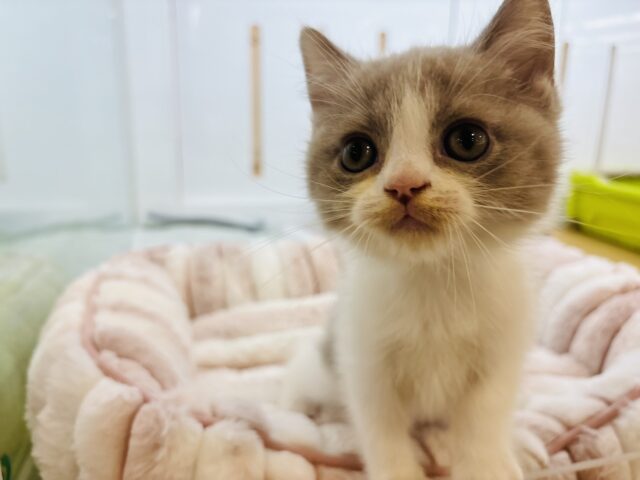 ブリティッシュショートヘア