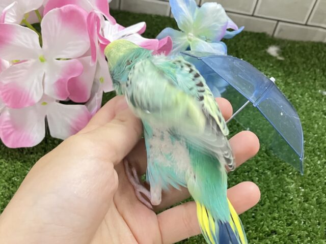 セキセイインコ