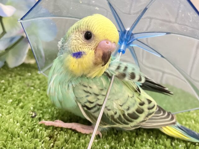 セキセイインコ