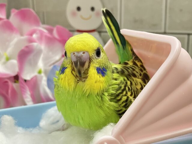 セキセイインコ