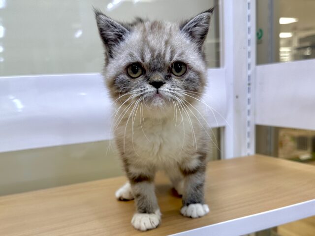 ぶちゃかわ🩷🤍⟡.*🎀.*･ﾟ‎🤍🩷エキゾチック男の子