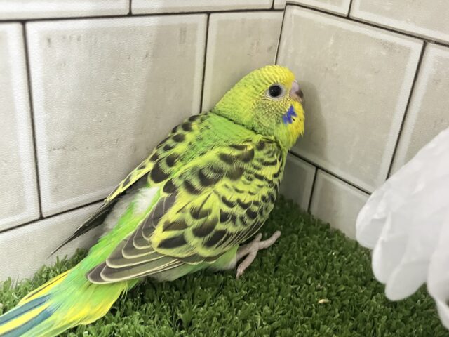 セキセイインコ