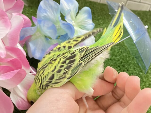 セキセイインコ