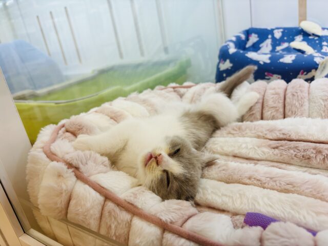 ブリティッシュショートヘア