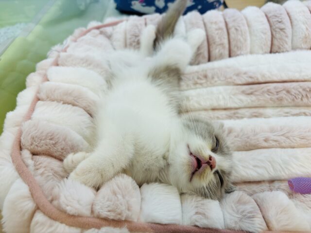 ブリティッシュショートヘア