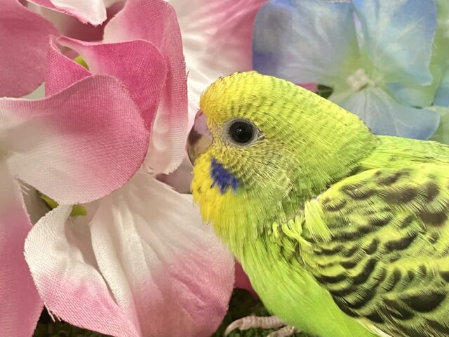 セキセイインコ