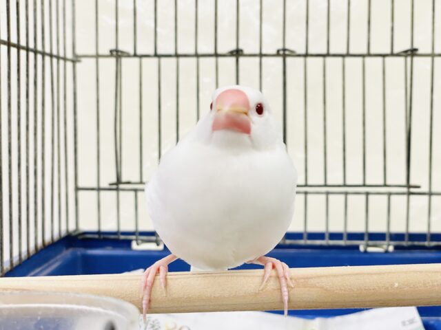アルビノ文鳥
