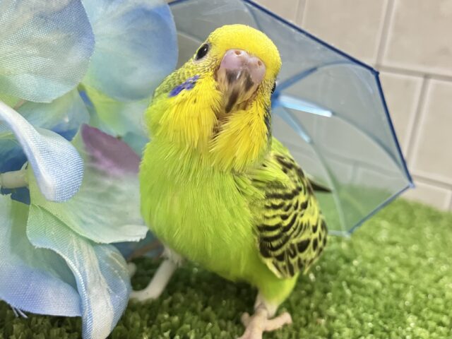 セキセイインコ