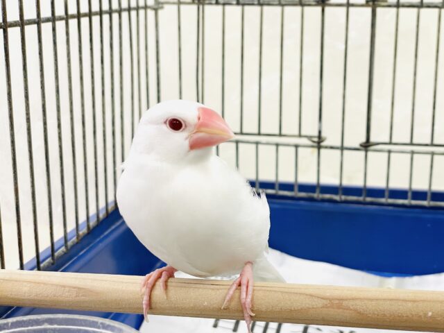 アルビノ文鳥