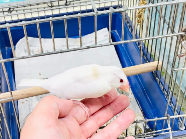 アルビノ文鳥