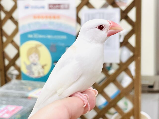 アルビノ文鳥