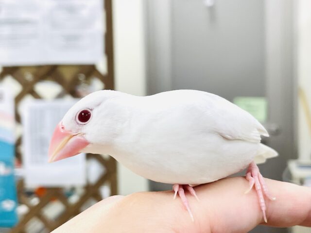 アルビノ文鳥