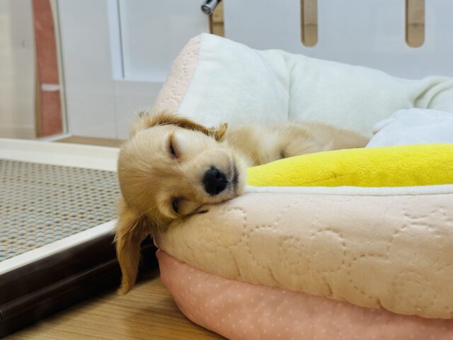 ミニチュアダックス