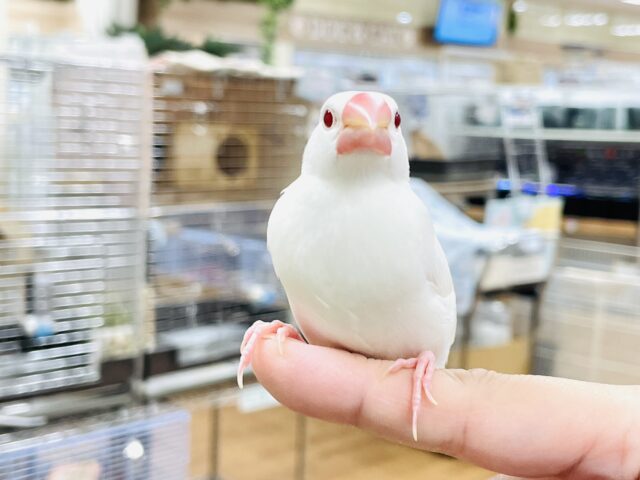 アルビノ文鳥