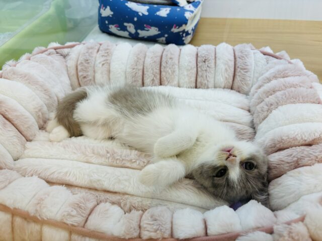 ブリティッシュショートヘア