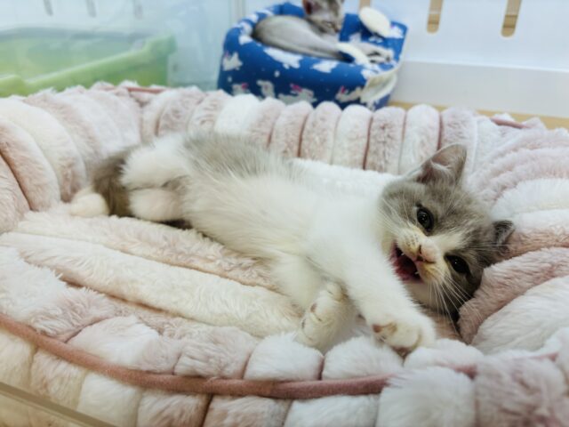 ブリティッシュショートヘア