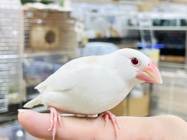 アルビノ文鳥