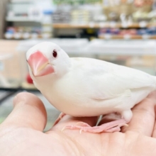 【最新画像】真っ白な体と赤いお目目🤍🍓(アルビノ文鳥)