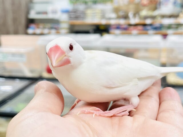 【最新画像】真っ白な体と赤いお目目🤍🍓(アルビノ文鳥)