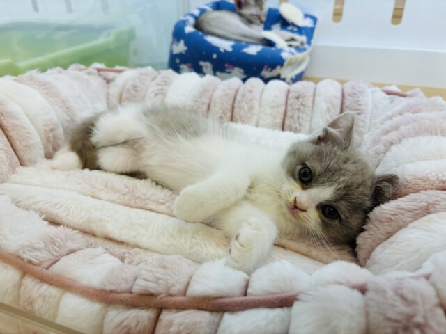 ブリティッシュショートヘア