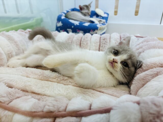 ブリティッシュショートヘア