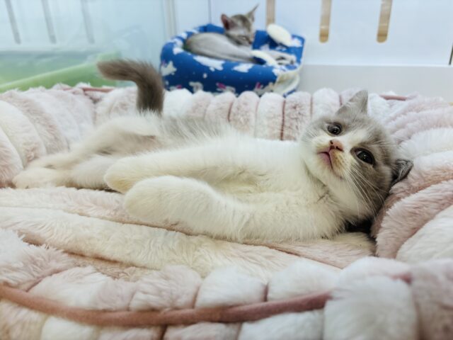 ブリティッシュショートヘア