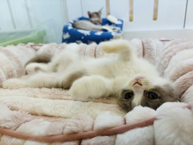 ブリティッシュショートヘア