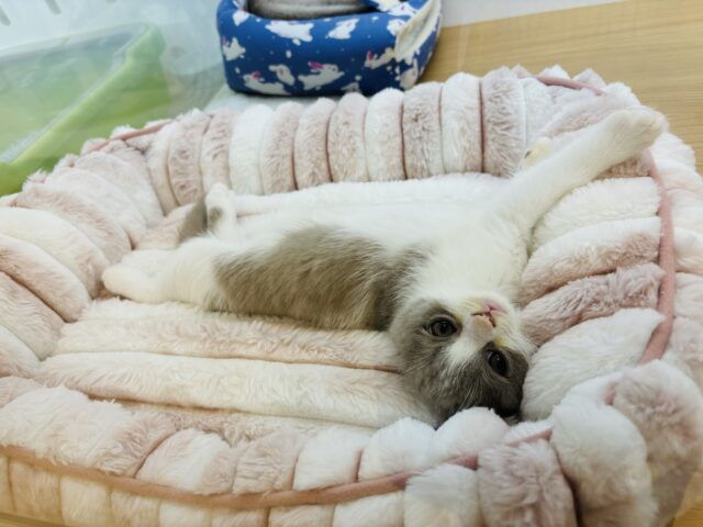 ブリティッシュショートヘア