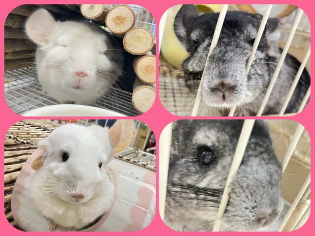 来たれ🥳チンチランドフェスティバル開催🏰‪‪‼️6/8~6/30マデ☆彡.。