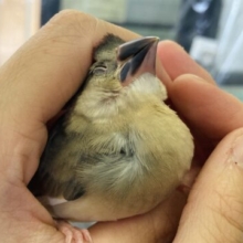 手のひらで包んでね❤︎*ˊᵕˋ かわいいかわいい桜文鳥さん🌸