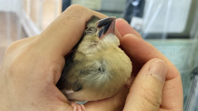 手のひらで包んでね❤︎*ˊᵕˋ かわいいかわいい桜文鳥さん🌸