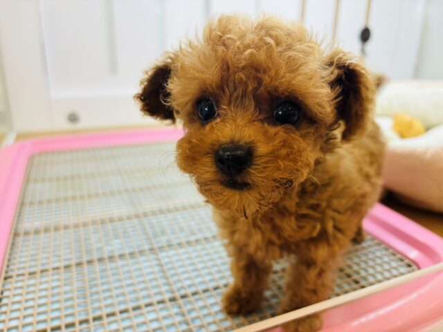 トイプードル