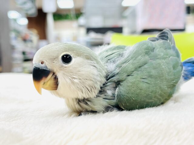 コザクラインコ（小桜インコ）