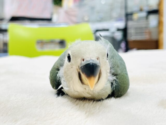 コザクラインコ（小桜インコ）