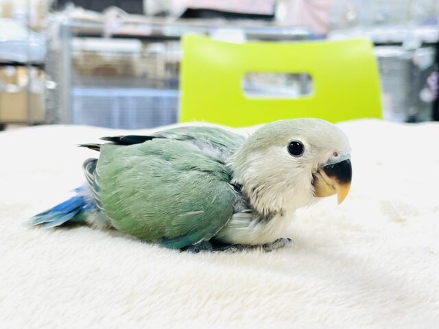 コザクラインコ（小桜インコ）