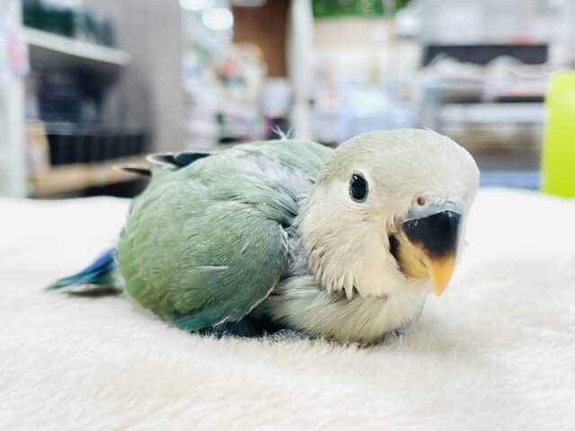 コザクラインコ（小桜インコ）