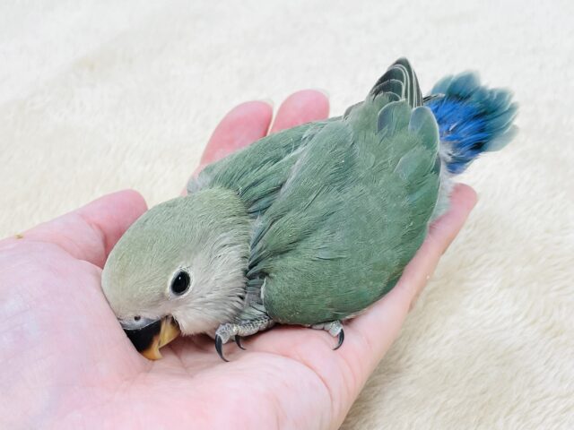 コザクラインコ（小桜インコ）