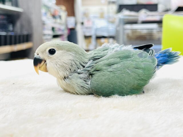 コザクラインコ（小桜インコ）