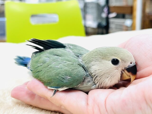 コザクラインコ（小桜インコ）