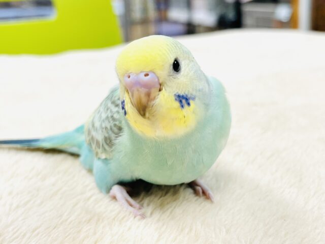 【最新画像】お背中の模様みてみて～！セキセイインコ（パステルカラーレインボー）ヒナ