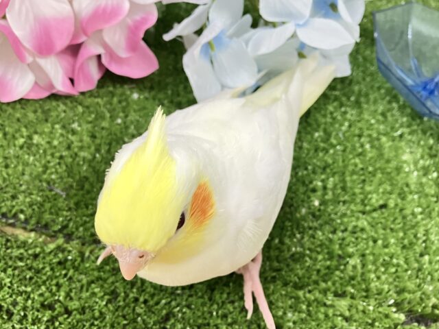 オカメインコ