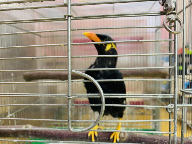 九官鳥（キュウカンチョウ）