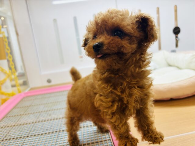 トイプードル