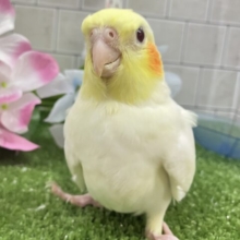 スパッと爽快🌀レモンちーずけーき🍋∗*ﾟオカメインコ(ルチノー/2025年5月生まれ)
