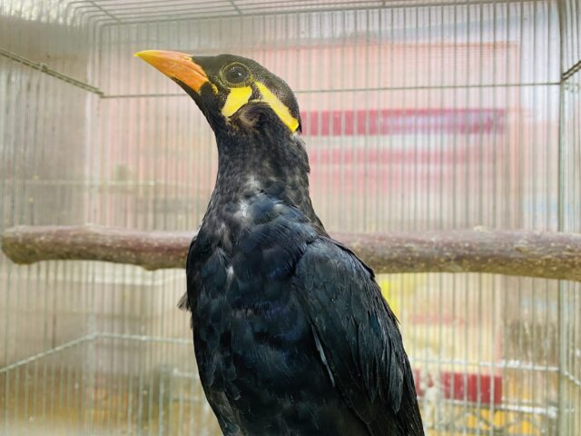 最新画像有ります⭐️お喋り相手になってくれますか〜❓キリッとカッコいい九官鳥さん😎✨