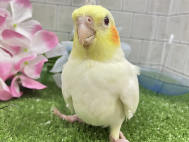 スパッと爽快🌀レモンちーずけーき🍋∗*ﾟオカメインコ(ルチノー/2025年5月生まれ)