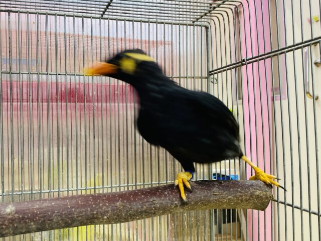 九官鳥（キュウカンチョウ）