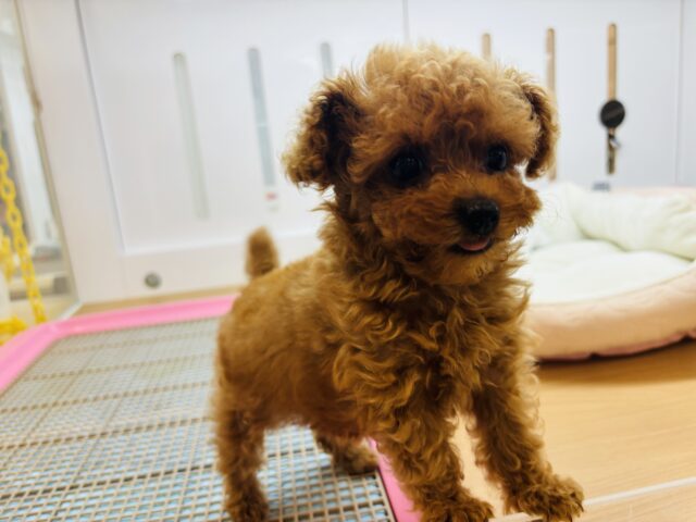 トイプードル